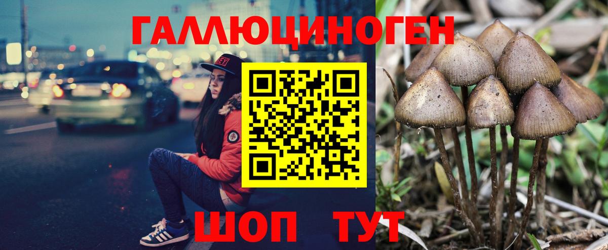 Псилоцибиновые грибы Cubensis Кувандык